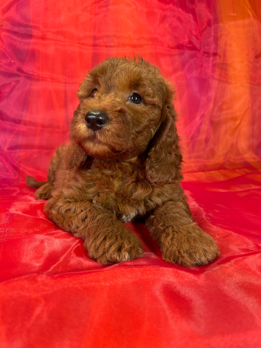Male F1b Miniature Goldendoodle Puppy for Sale DOB 4-22-2025 $1200